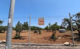 VENDITA TERRENO AGRICOLO VIA DELLE ROSE GROTTAGLIE